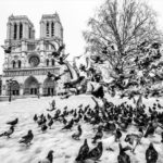 Les pigeons de Paris